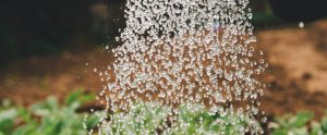 Watering garden