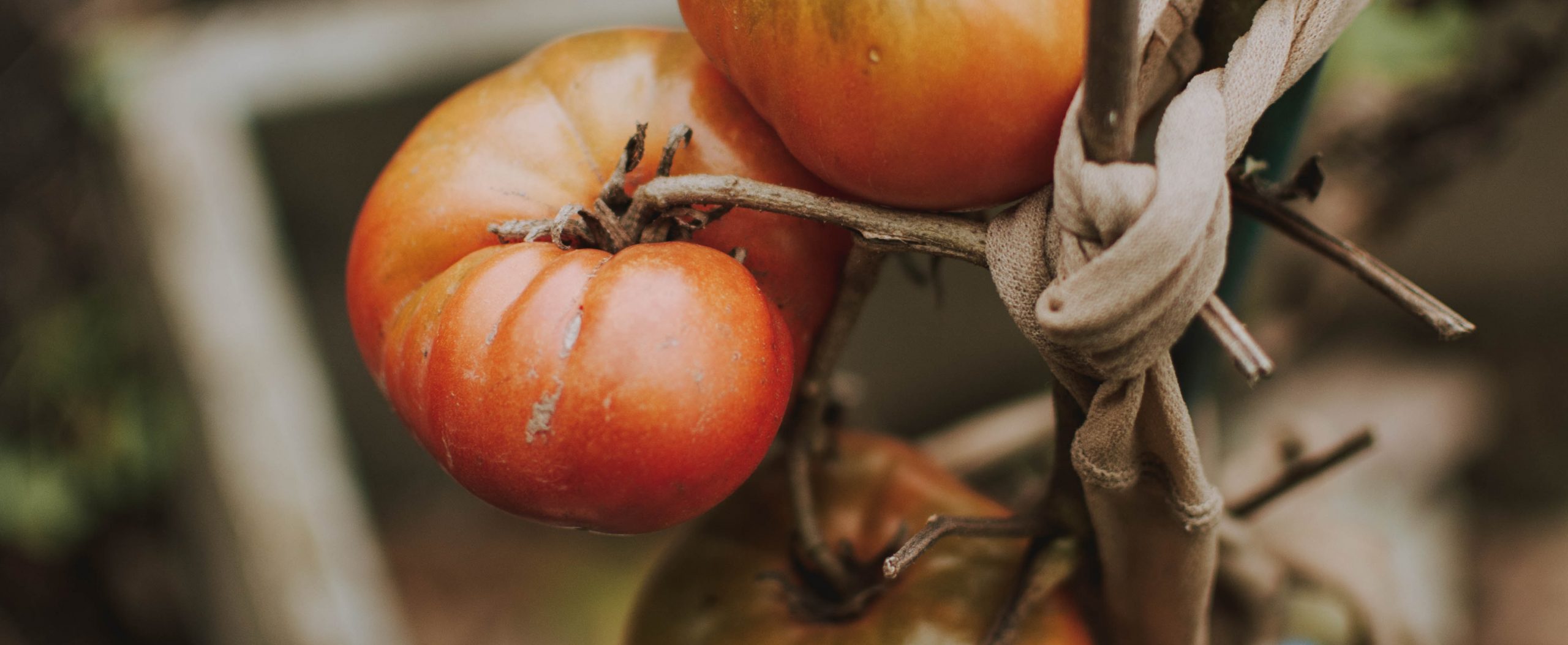 Fall garden