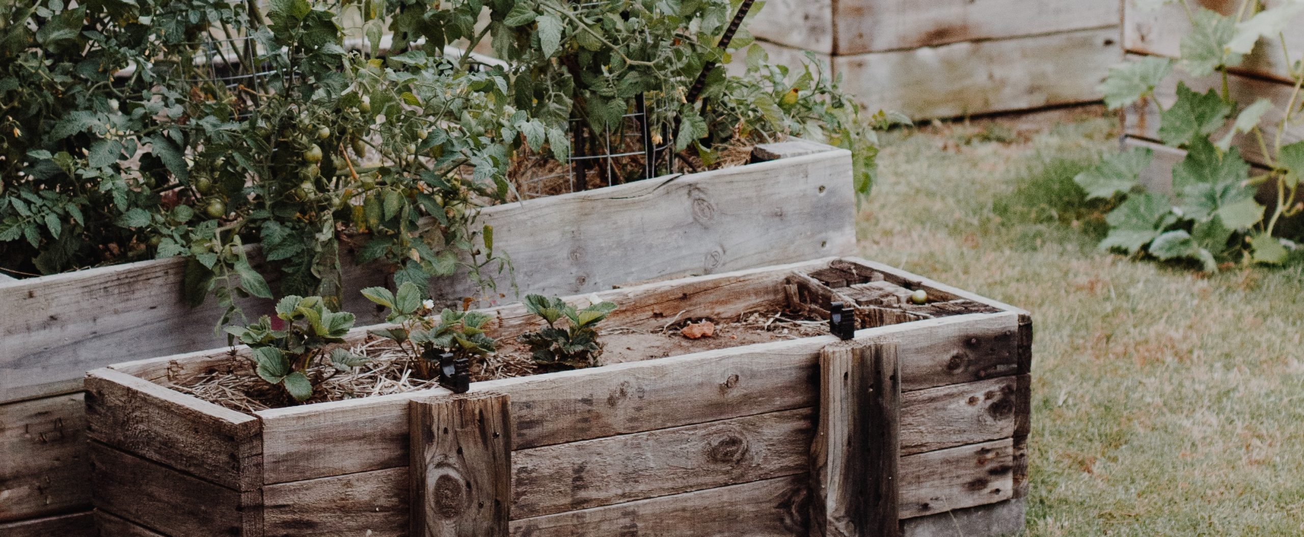 garden fall winter