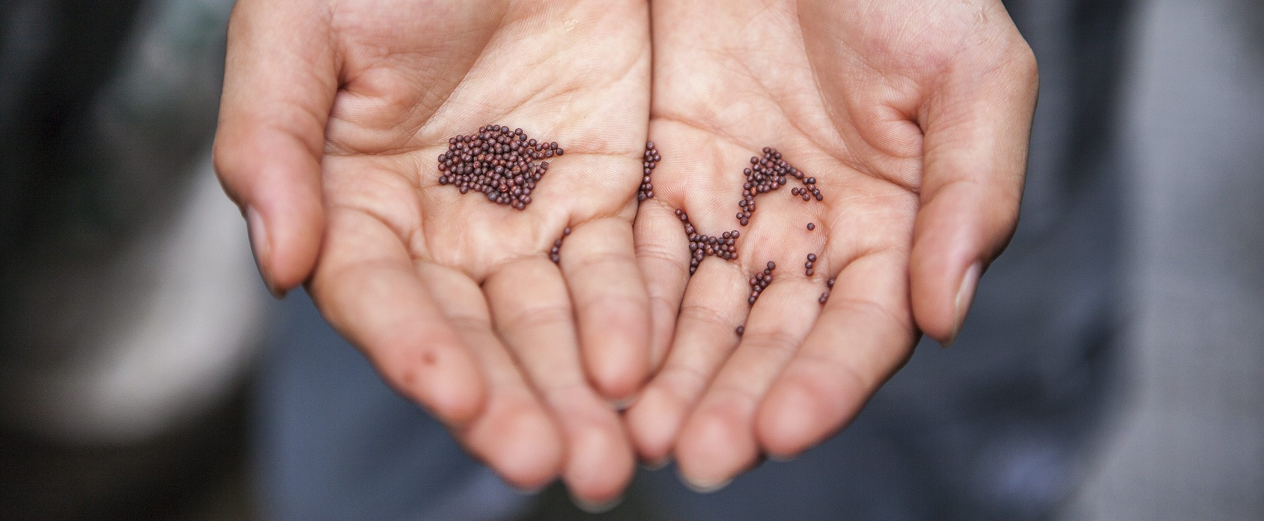 Seeds